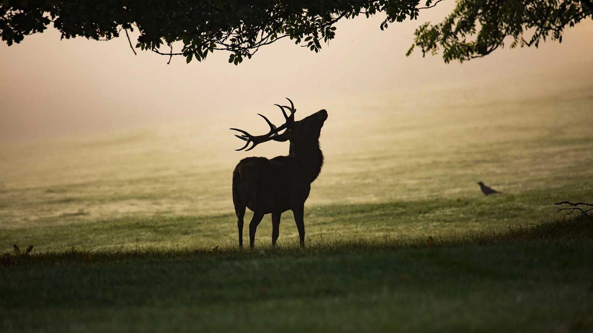 Brame du cerf haute loire auvergne 1920x1080 f50 50